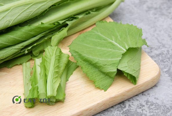 Hạt Giống Cải Bẹ Xanh Baby