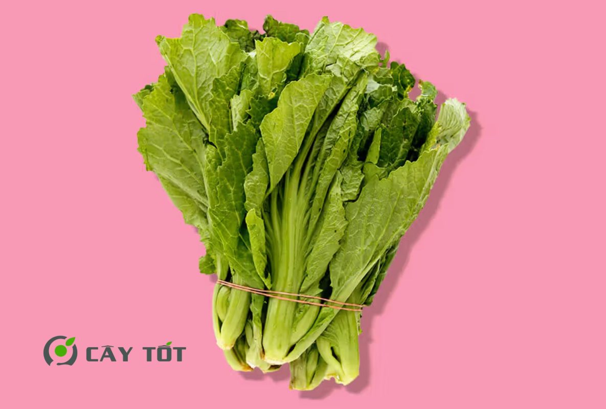 Hạt Giống Cải Bẹ Xanh Chịu Nhiệt