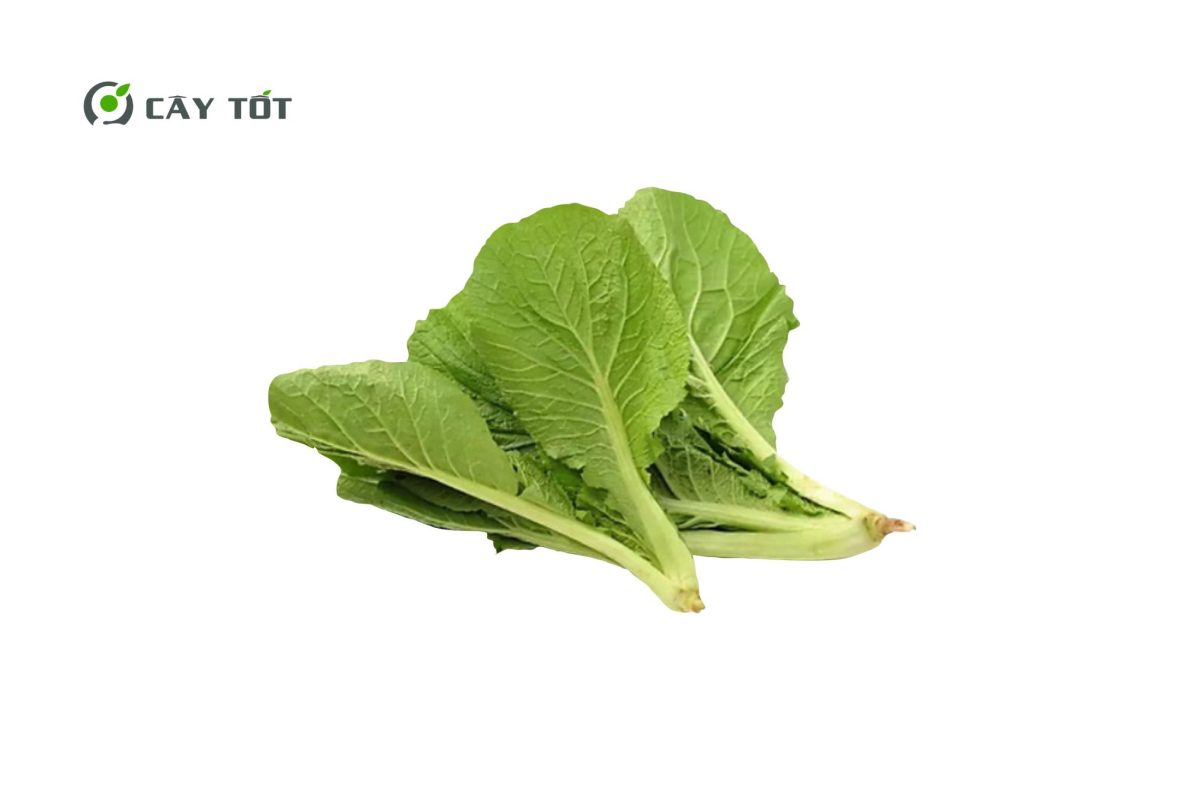 Hạt Giống Cải Bẹ Xanh Hàn Quốc