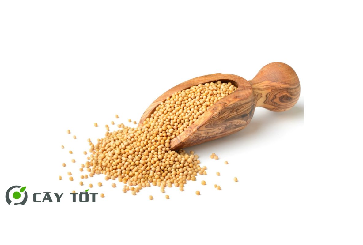 Hạt Giống Cải Bẹ Xanh Mùa Đông