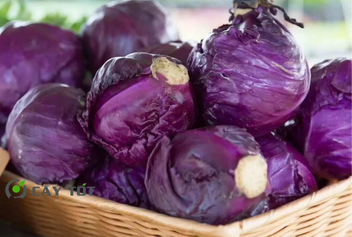 Hạt Giống Cải Bẹ Xanh Tím