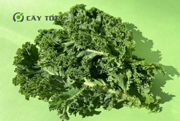 Hạt Giống Cải Bẹ Xoăn