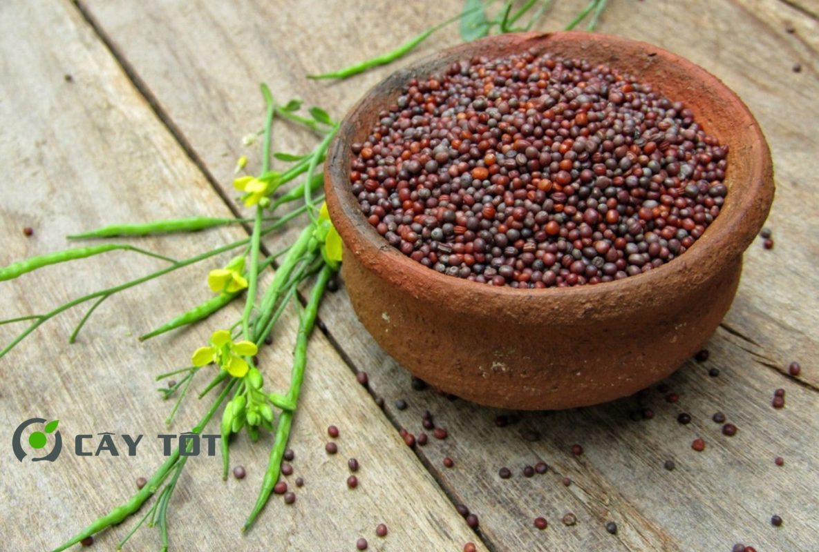 Hạt Giống Cải Bẹ Xanh Xuân Hè