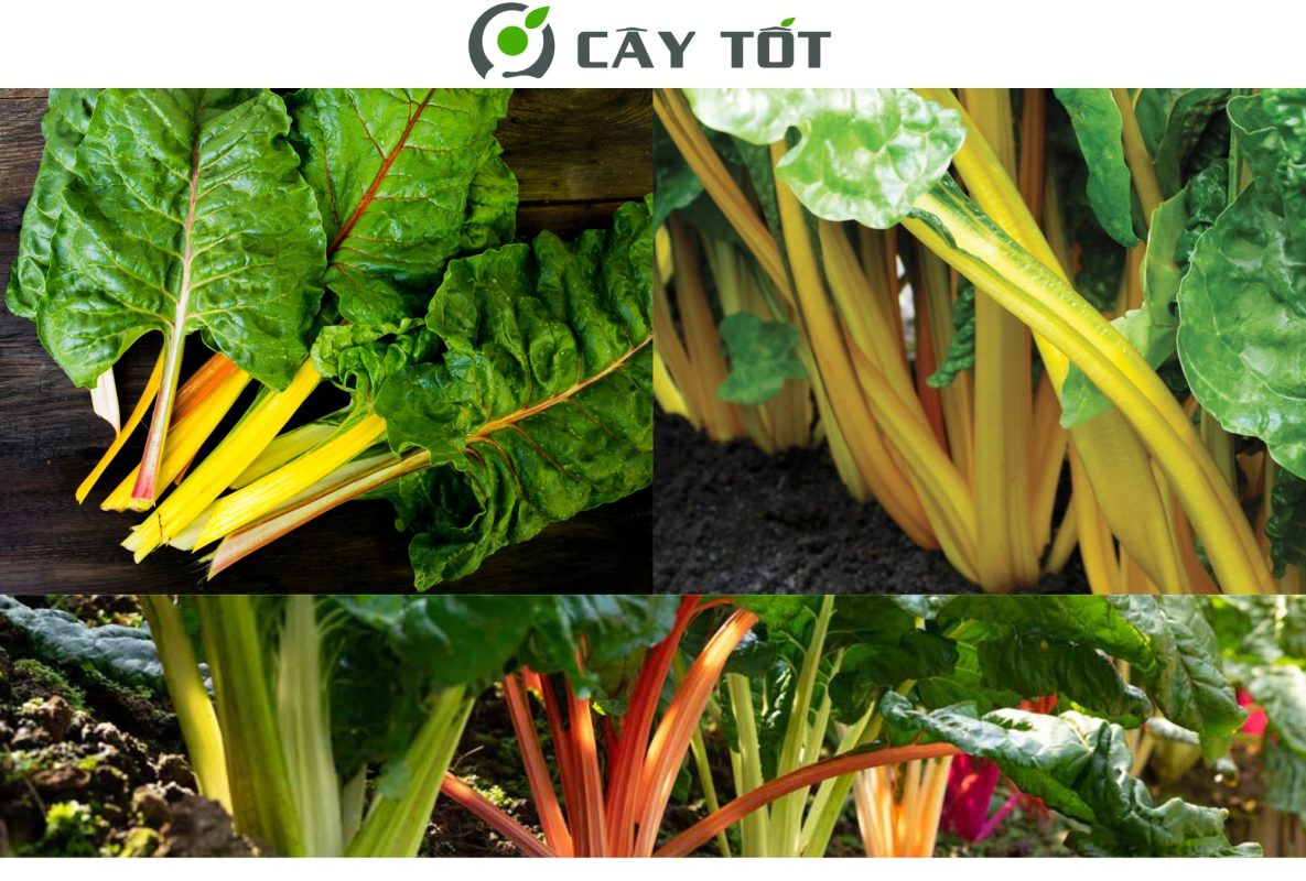 Hạt Giống Cải Cầu Vồng Vàng