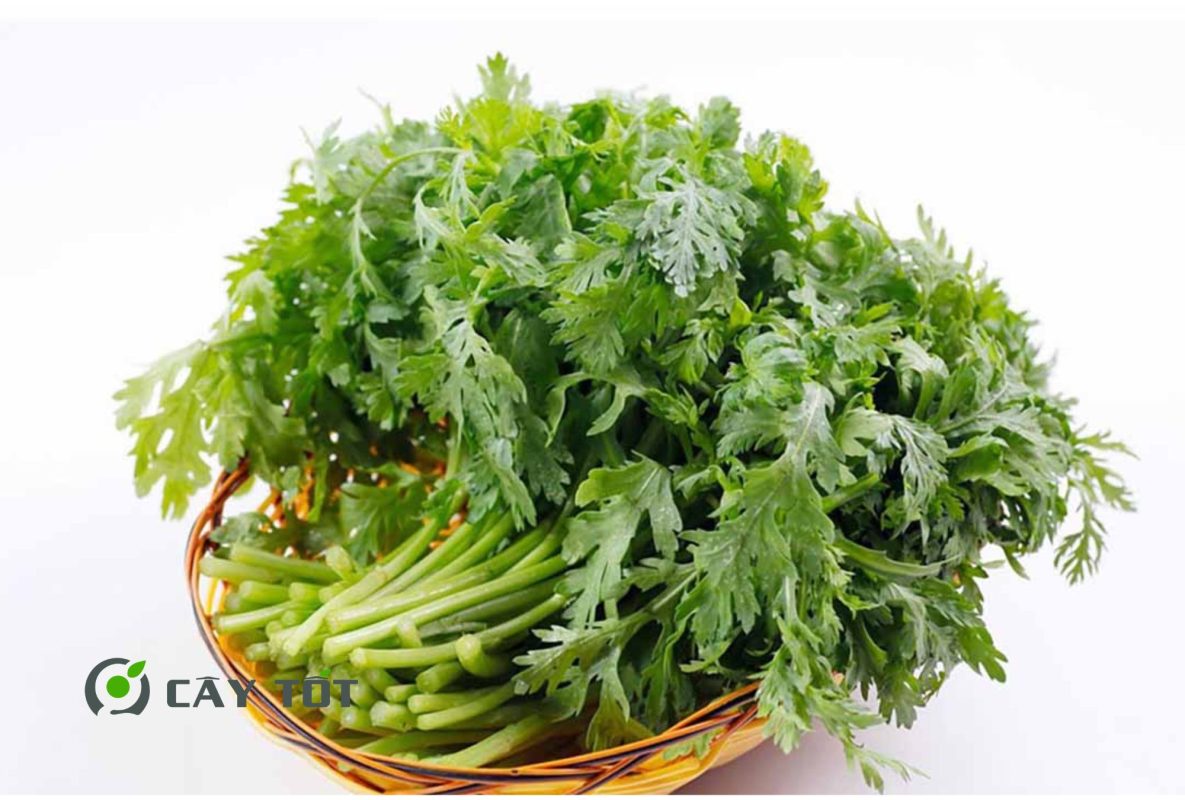 Hạt Giống Cải Cúc Đà Lạt