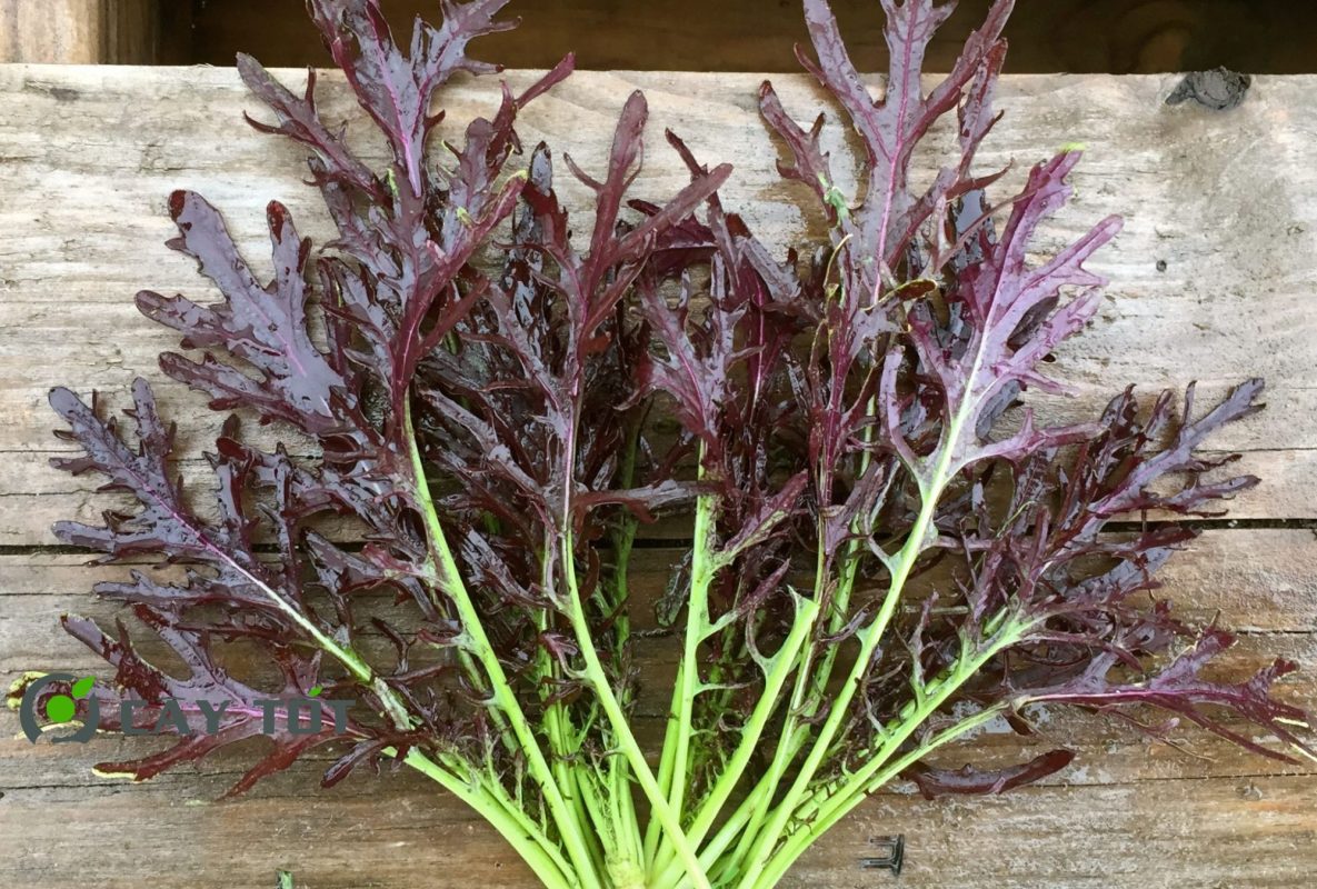 Hạt Giống Rau Cải Ngồng Tím