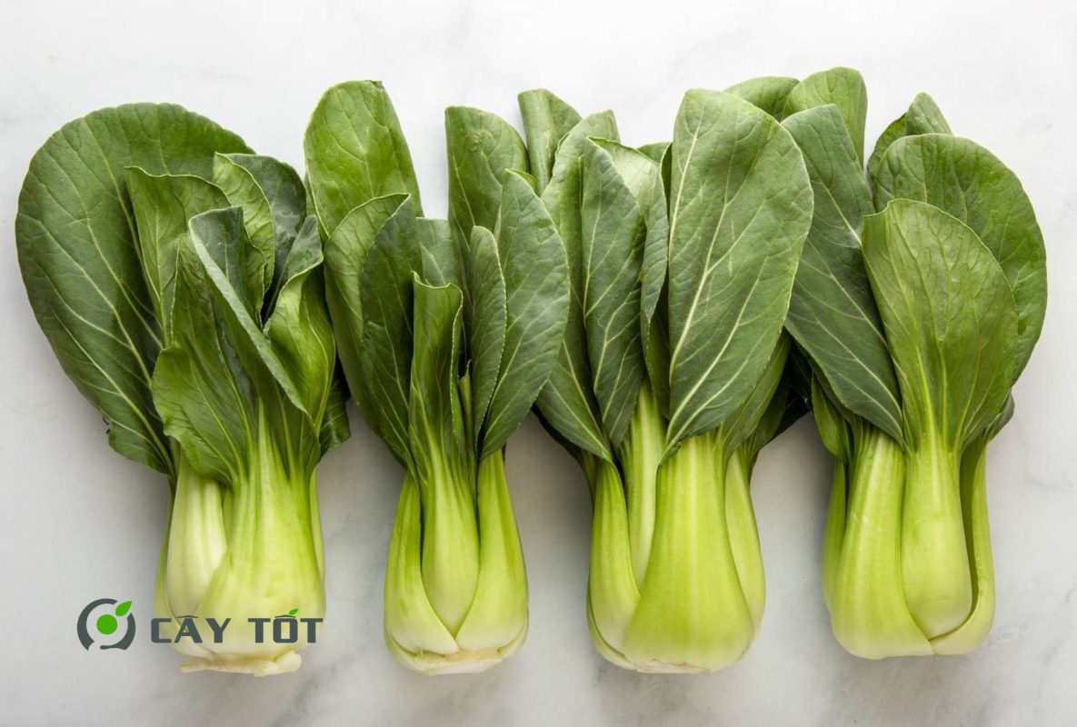 Hạt Giống Cải Ngọt Đài Loan