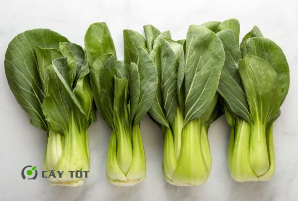 Hạt Giống Cải Ngọt Đài Loan