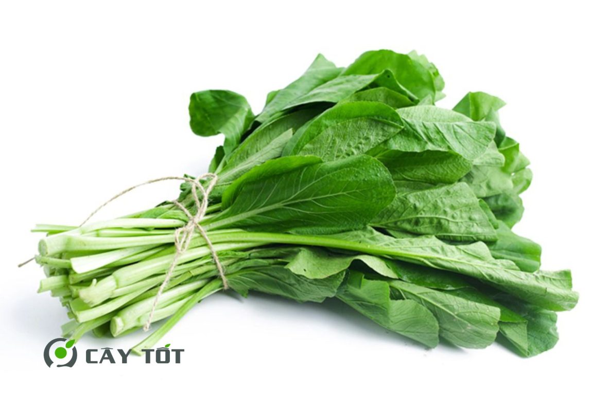 Hạt Giống Cải Ngọt Lai