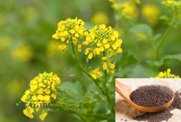 Hạt Giống Cải Bẹ Xanh Mỹ