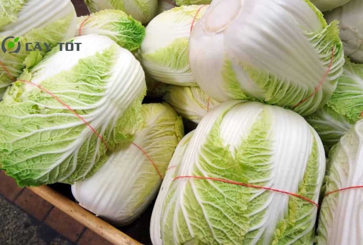 Hạt Giống Cải Thảo Hàn Quốc