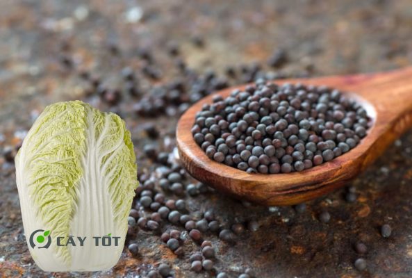 Hạt Giống Cải Thảo Đài Loan