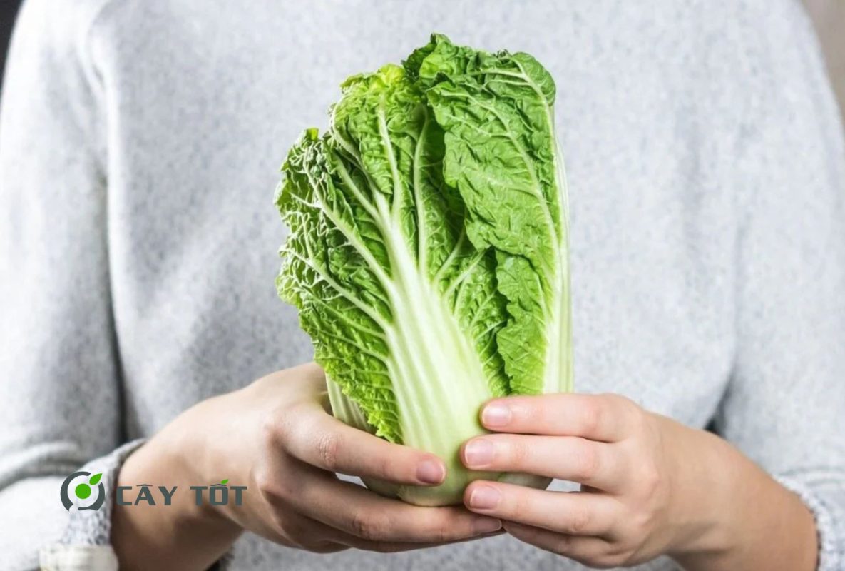 Hạt Giống Cải Thảo Mini