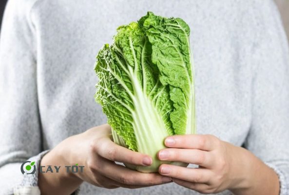 Hạt Giống Cải Thảo Mini