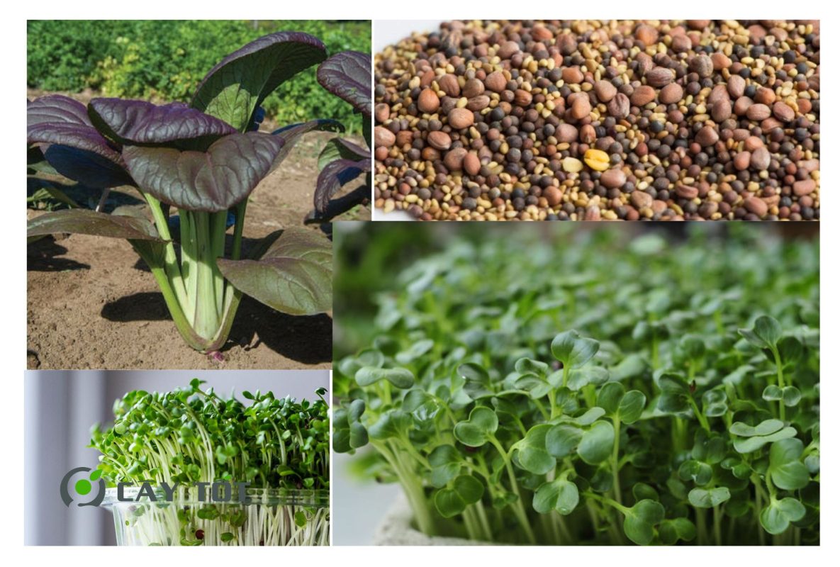 Hạt Giống Cải Thìa Tím