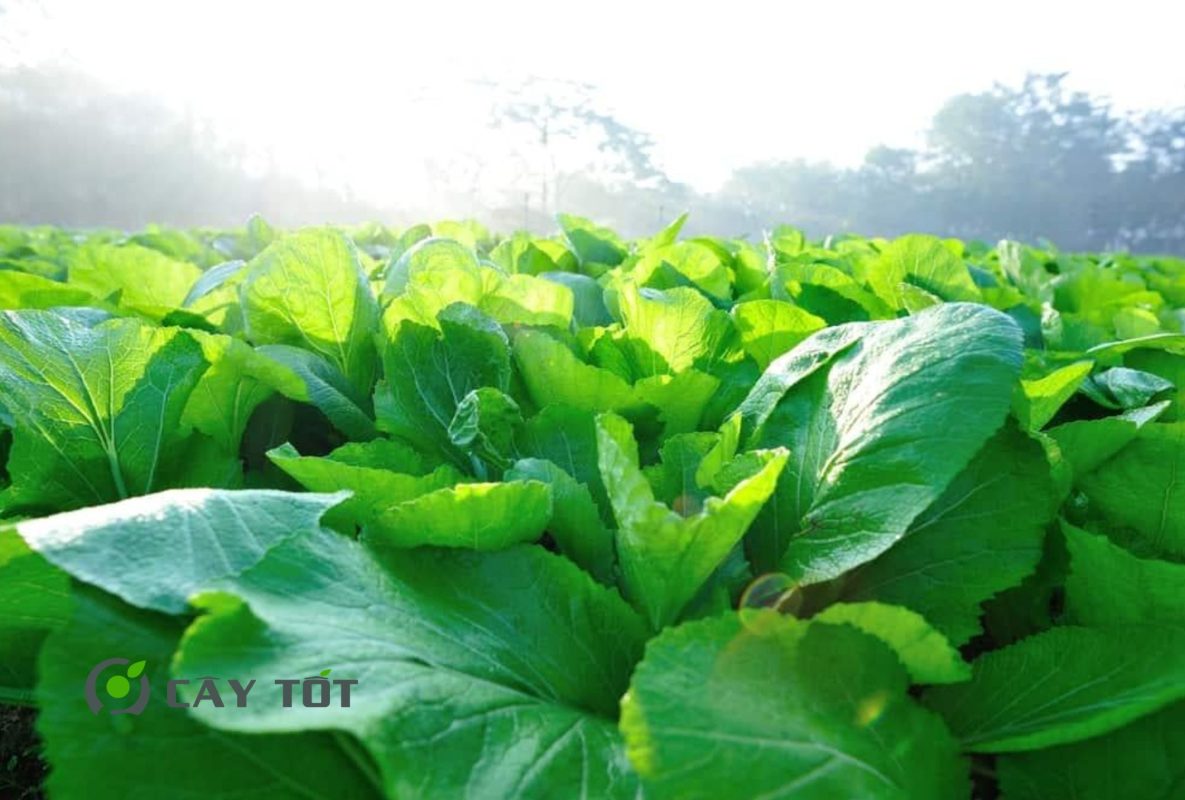 Hạt Giống Cải Xanh Lai