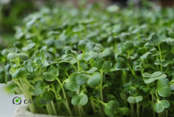 Hạt Giống Cải Xanh Đài Loan