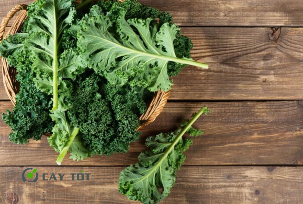 Hạt Giống Cải Xoăn Baby