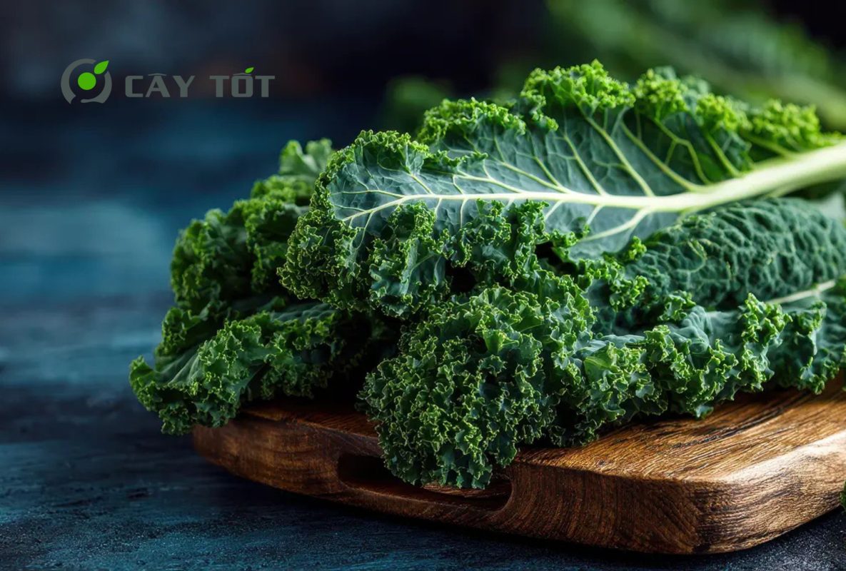 Hạt Giống Cải Xoăn Mỹ