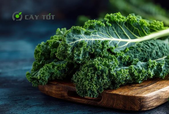 Hạt Giống Cải Xoăn Mỹ