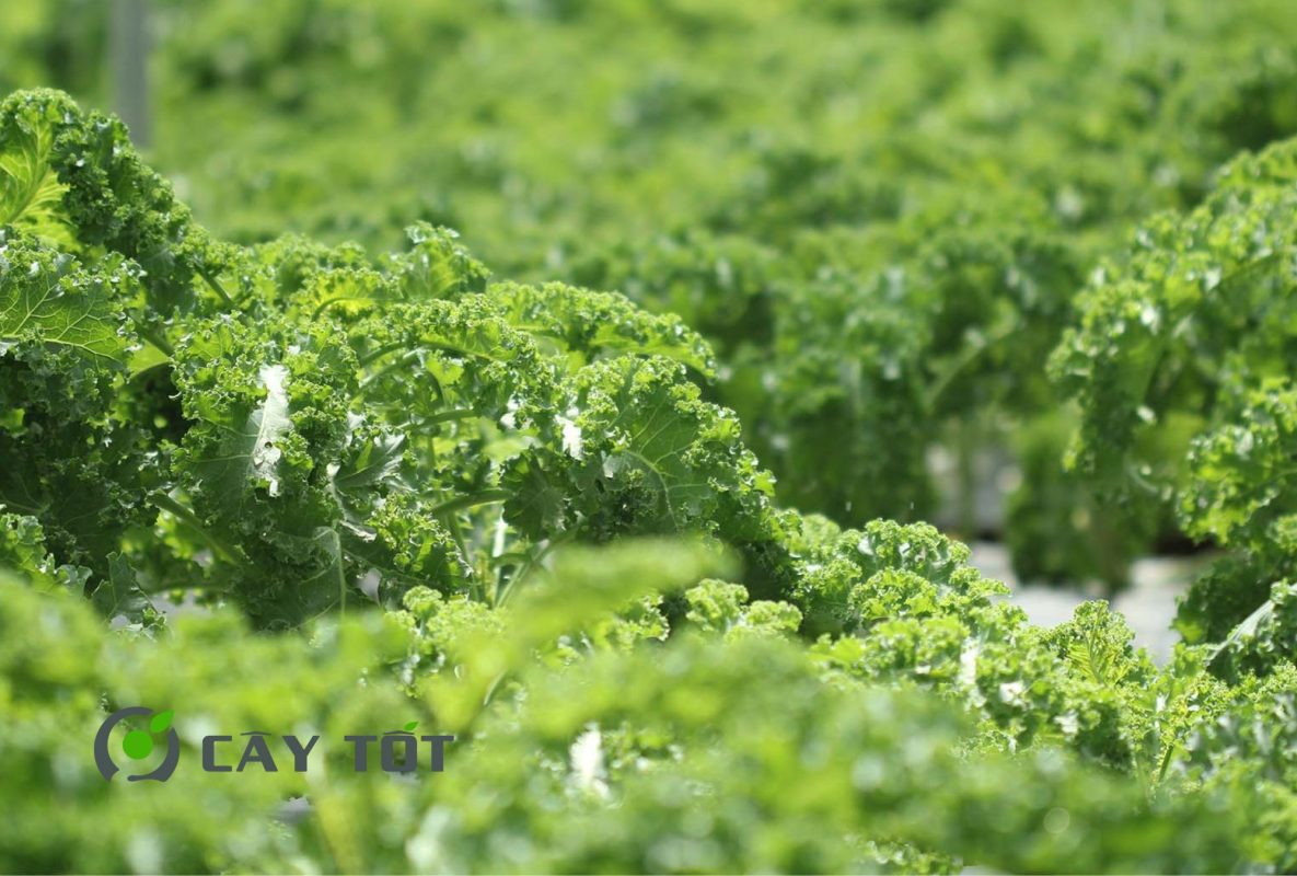 Hạt Giống Cải Xoăn Ý