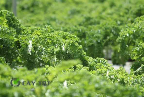 Hạt Giống Cải Xoăn Ý