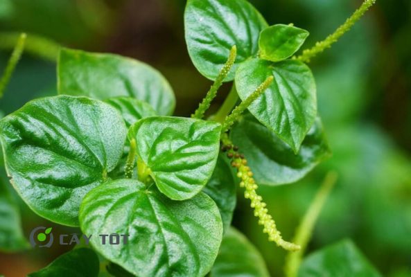 Hạt Giống Rau Càng Cua Tím