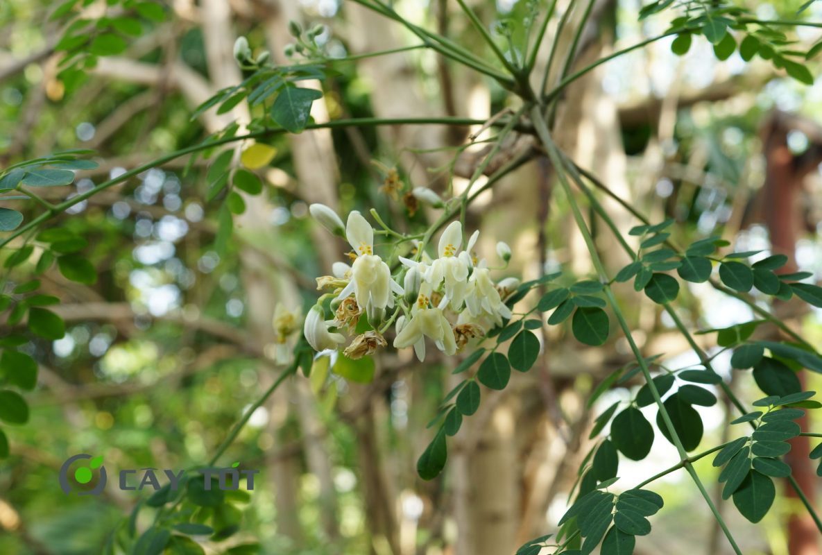 Hạt Giống Rau Chùm Ngây