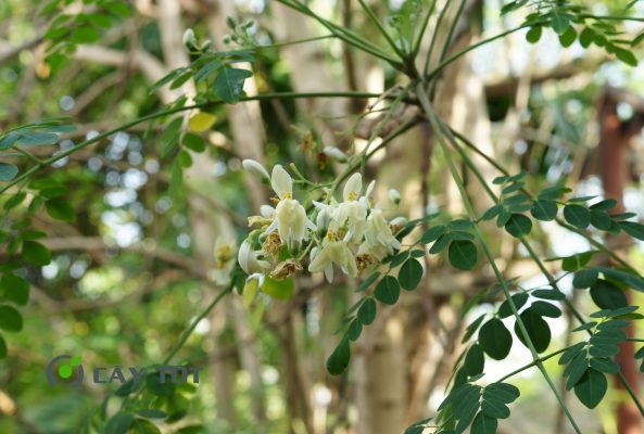 Hạt Giống Rau Chùm Ngây