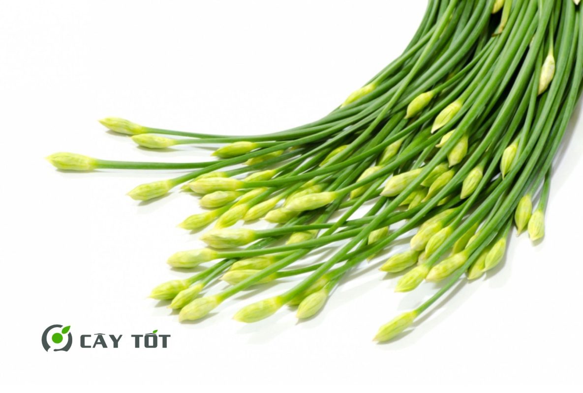 Hạt Giống Hẹ Lá To