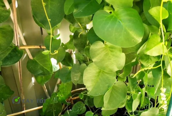 Hạt Giống Rau Mồng Tơi Nhật