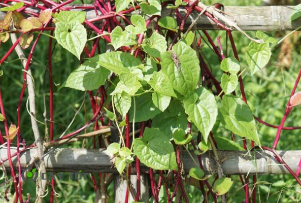 Hạt Giống Mồng Tơi Thân Đỏ