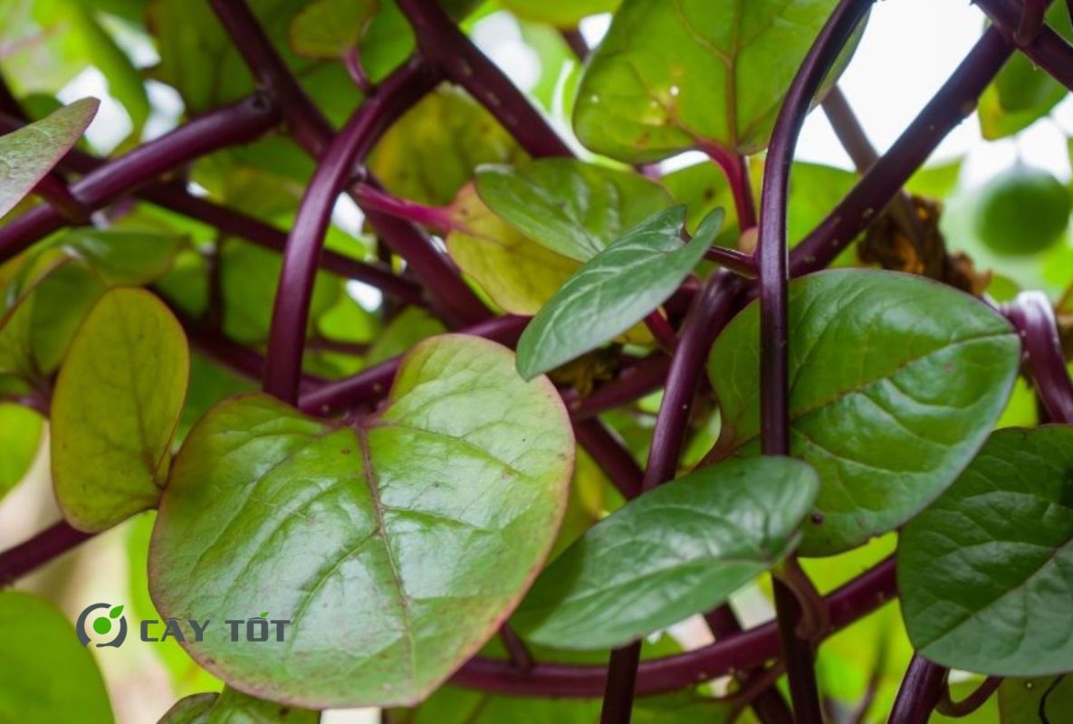 Hạt Giống Rau Mồng Tơi Tím