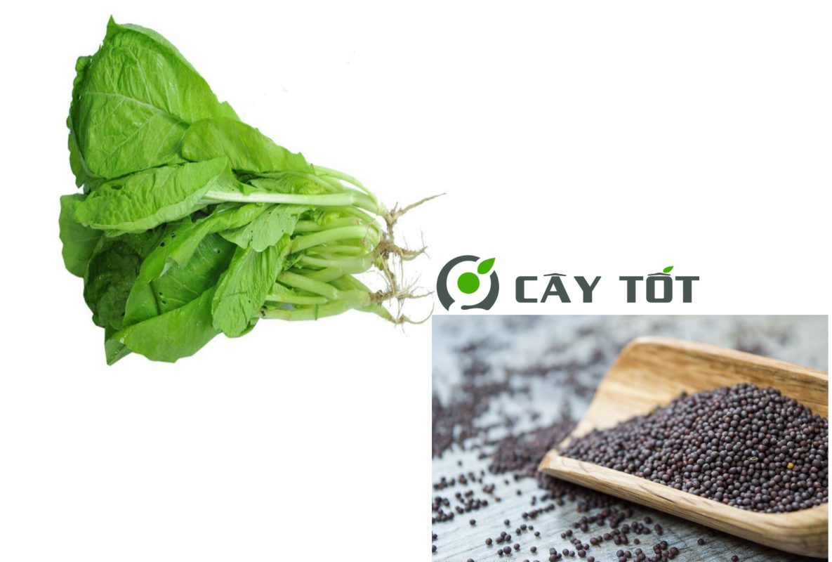 Hạt Giống Rau Cải Mơ