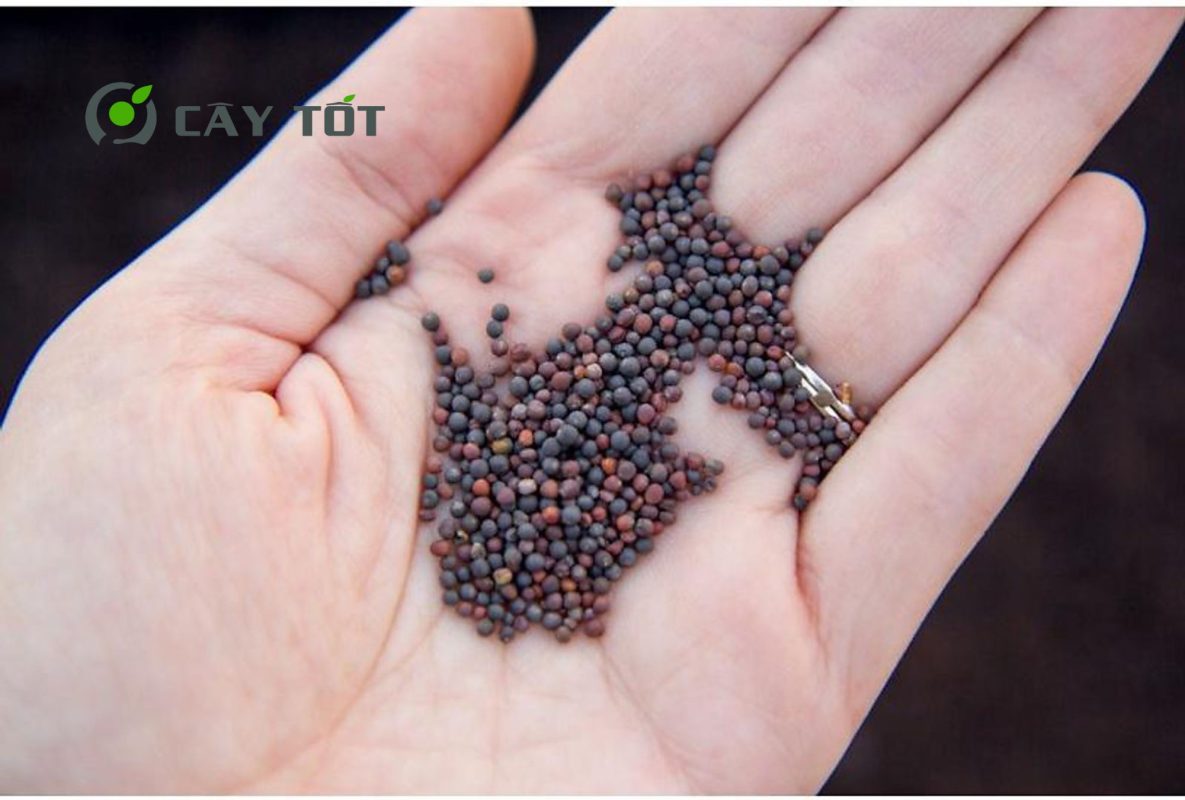 Hạt Giống Rau Cải Xanh Baby