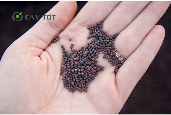 Hạt Giống Rau Cải Xanh Baby