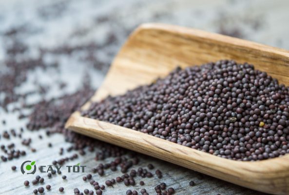 Hạt Giống Rau Cần Lông