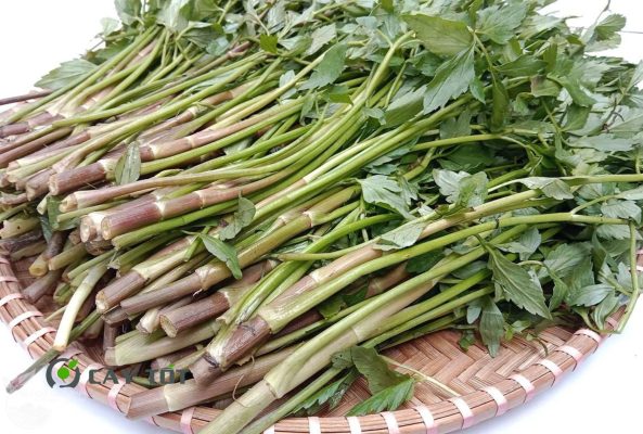 Hạt Giống Rau Cần Nước Đỏ