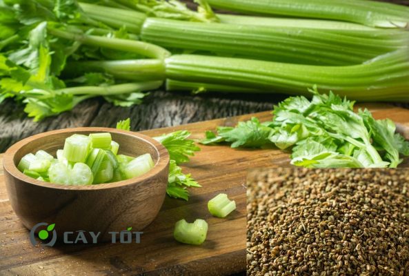 Hạt Giống Rau Cần Thái