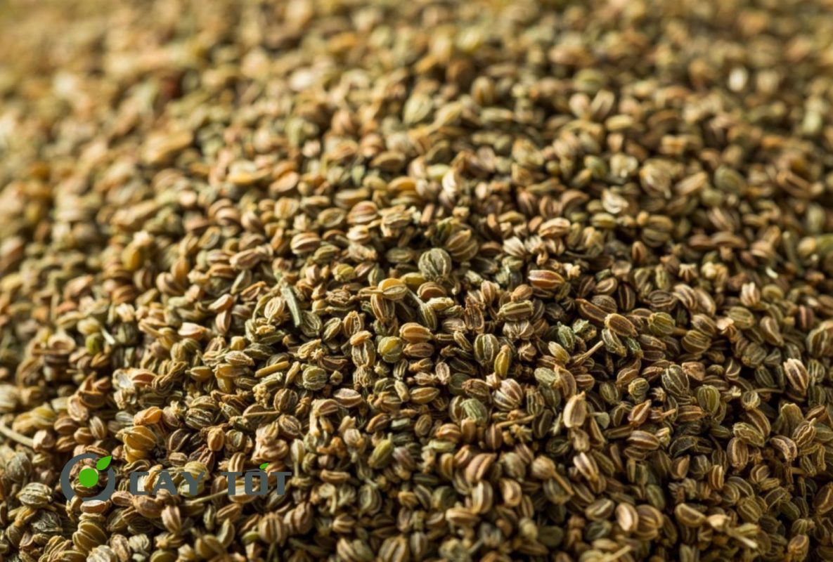 Hạt Giống Rau Cần Thơm