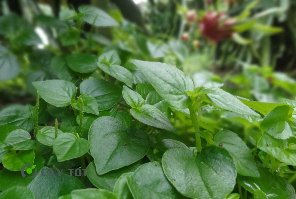 Hạt Giống Rau Càng Tôm Đỏ