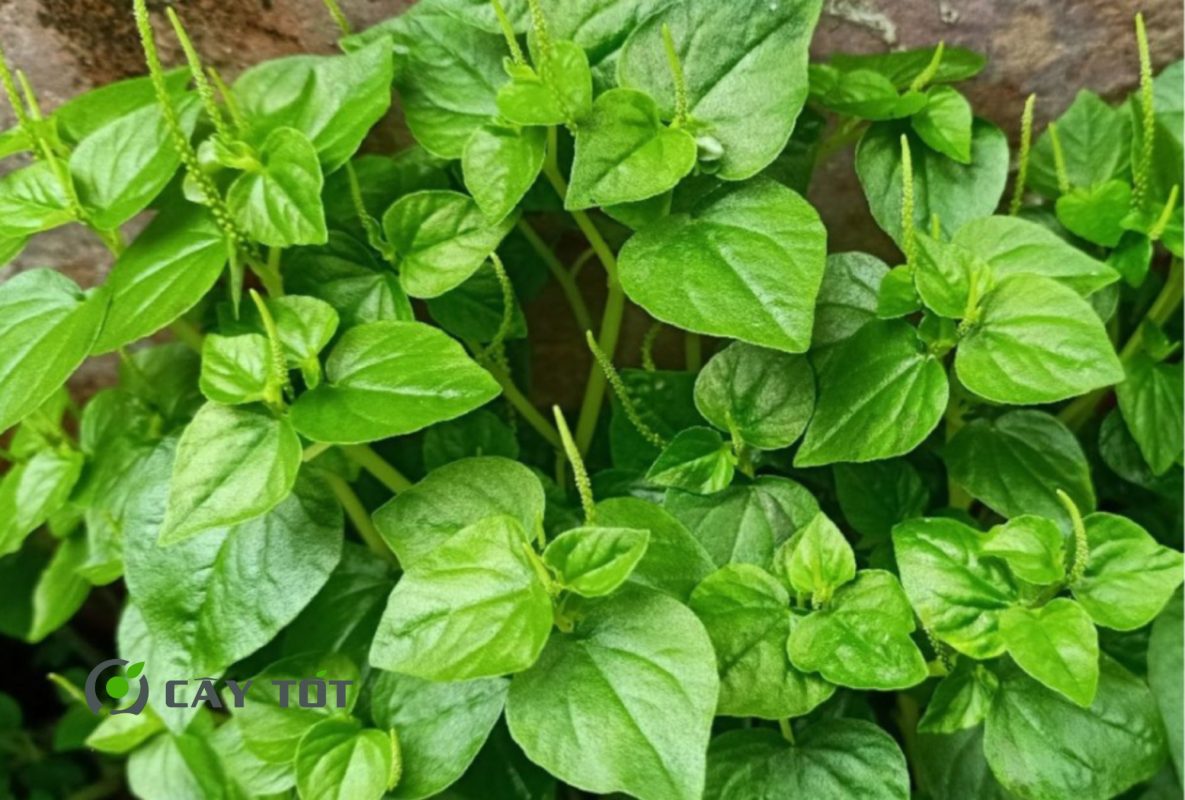 Hạt Giống Rau Càng Tôm Xanh