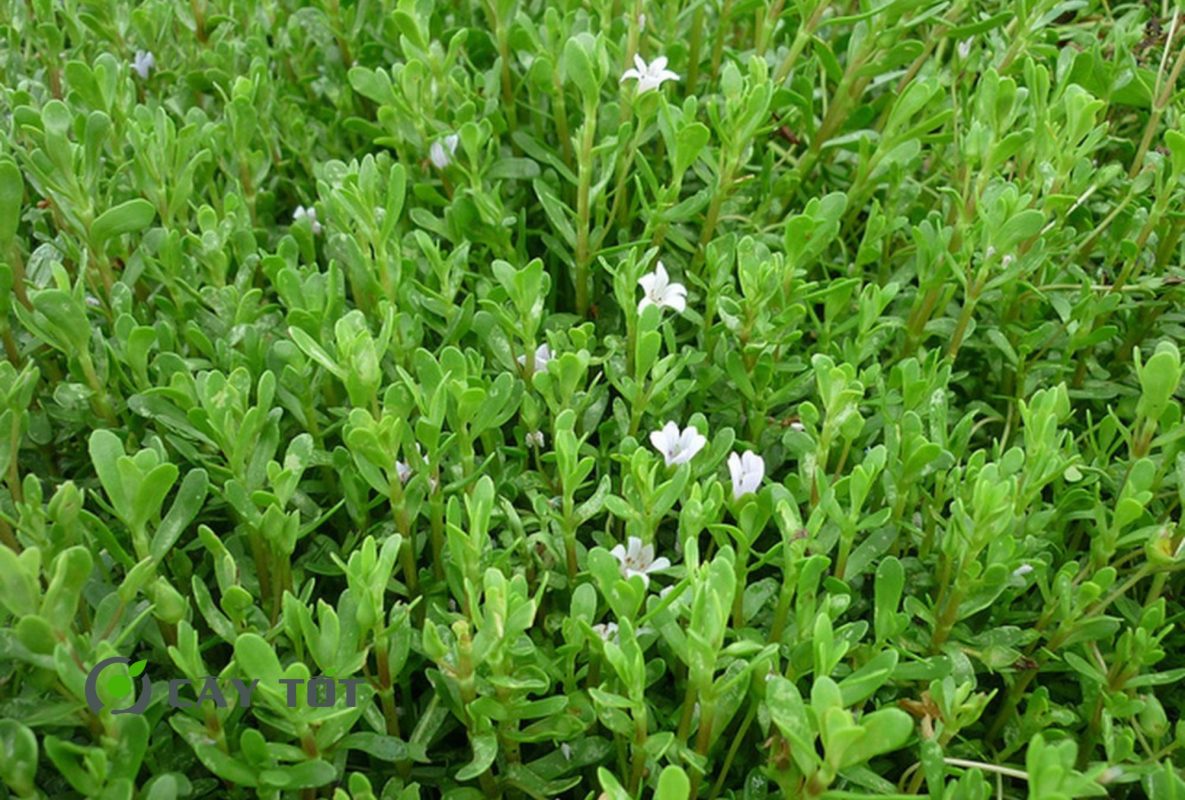 Hạt Giống Rau Đắng