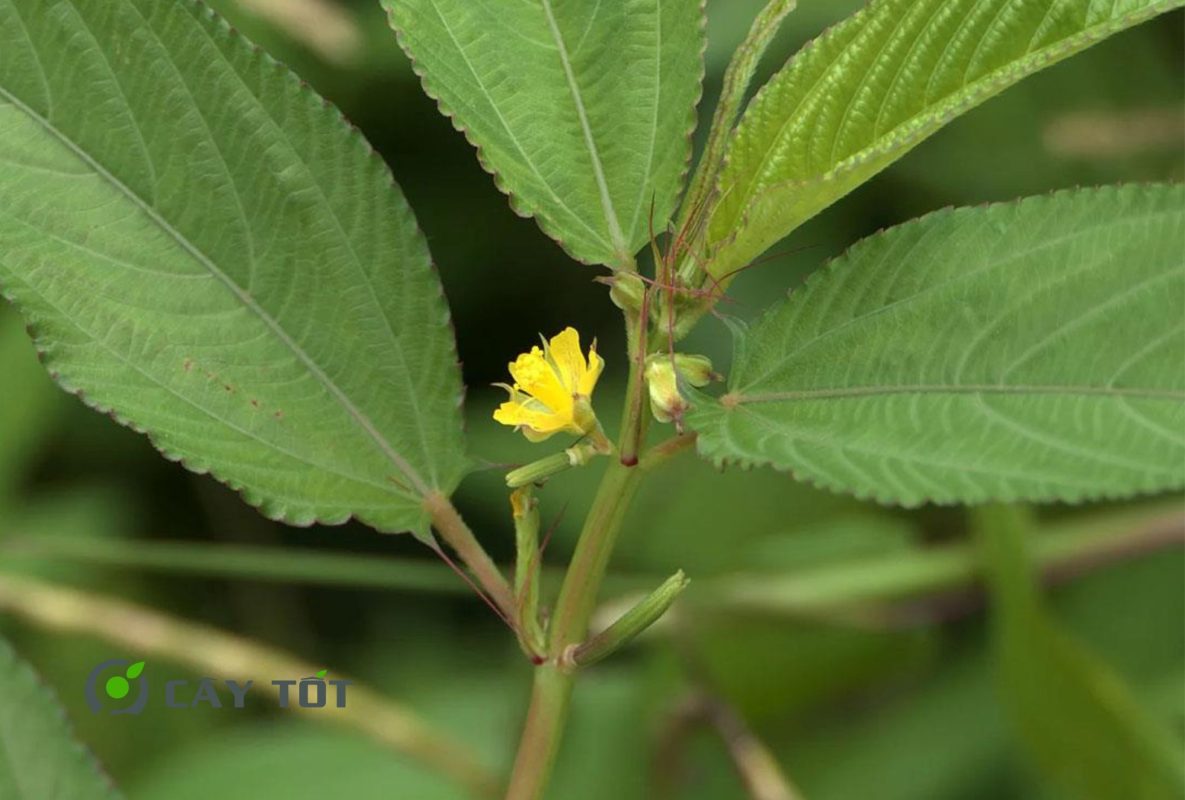 Hạt Giống Rau Đay Lá Nhỏ