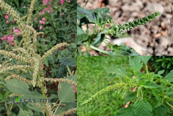 Hạt Giống Rau Dền Cơm