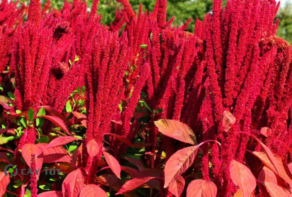 Hạt Giống Rau Dền Đỏ Cao Sản