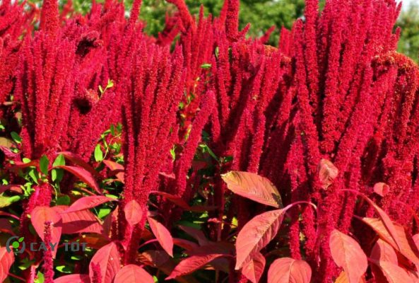 Hạt Giống Rau Dền Đỏ Cao Sản