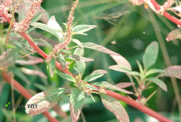 Hạt Giống Rau Dền Gai Cao Sản