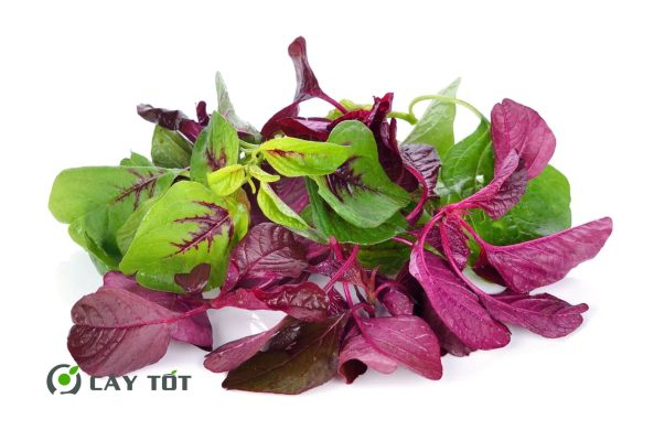 Hạt Giống Rau Dền Ngũ Sắc