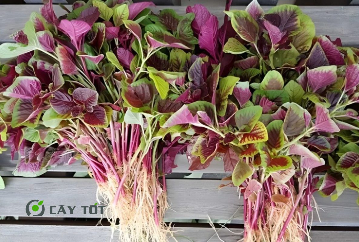 Hạt Giống Rau Dền Tím